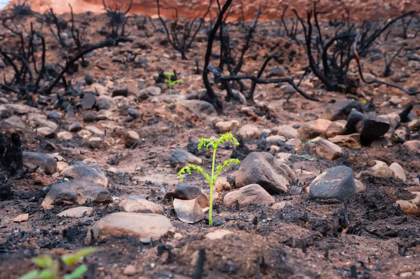 Zonas arrasadas por el fuego