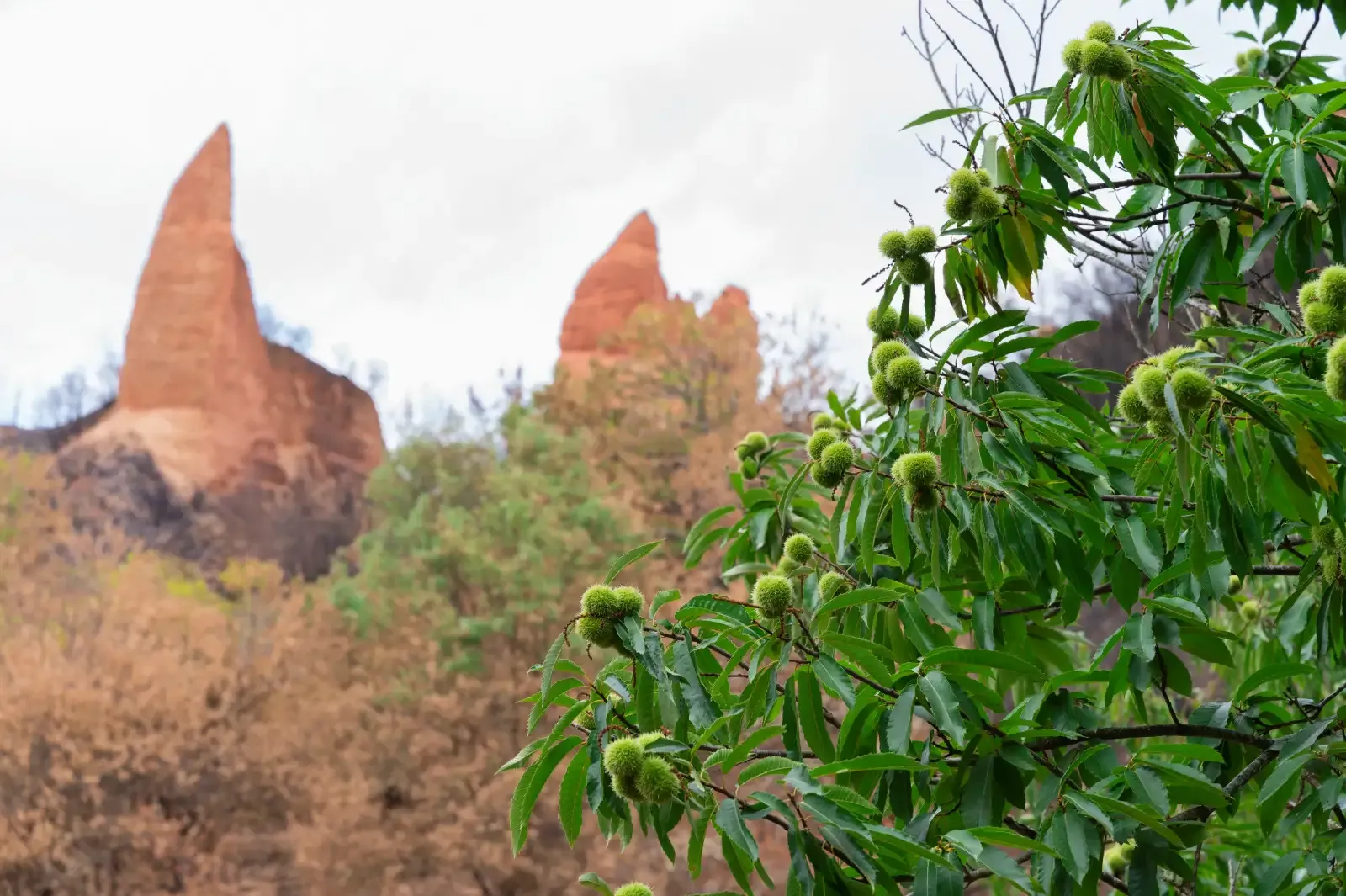 Recuperación en la zona de Las Médulas, que ardió en 2025