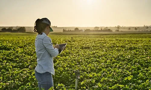 Profesional utilizando una tablet para monitorizar un cultivo agrícola mediante tecnología digital