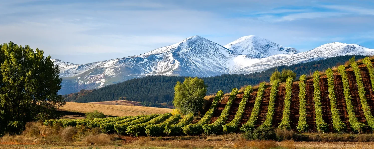 Paisaje de viñedos de La Rioja con la Sierra de la Demanda al fondo, representativo de la Línea Iberaval La Rioja