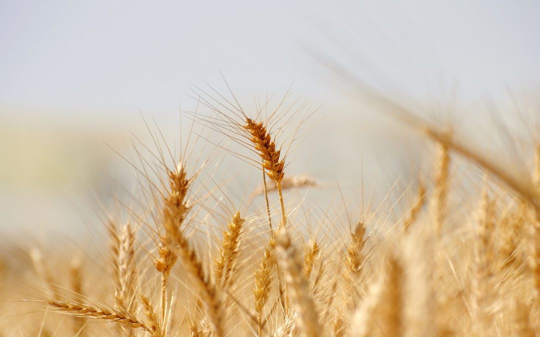 Del campo a El CAMPO