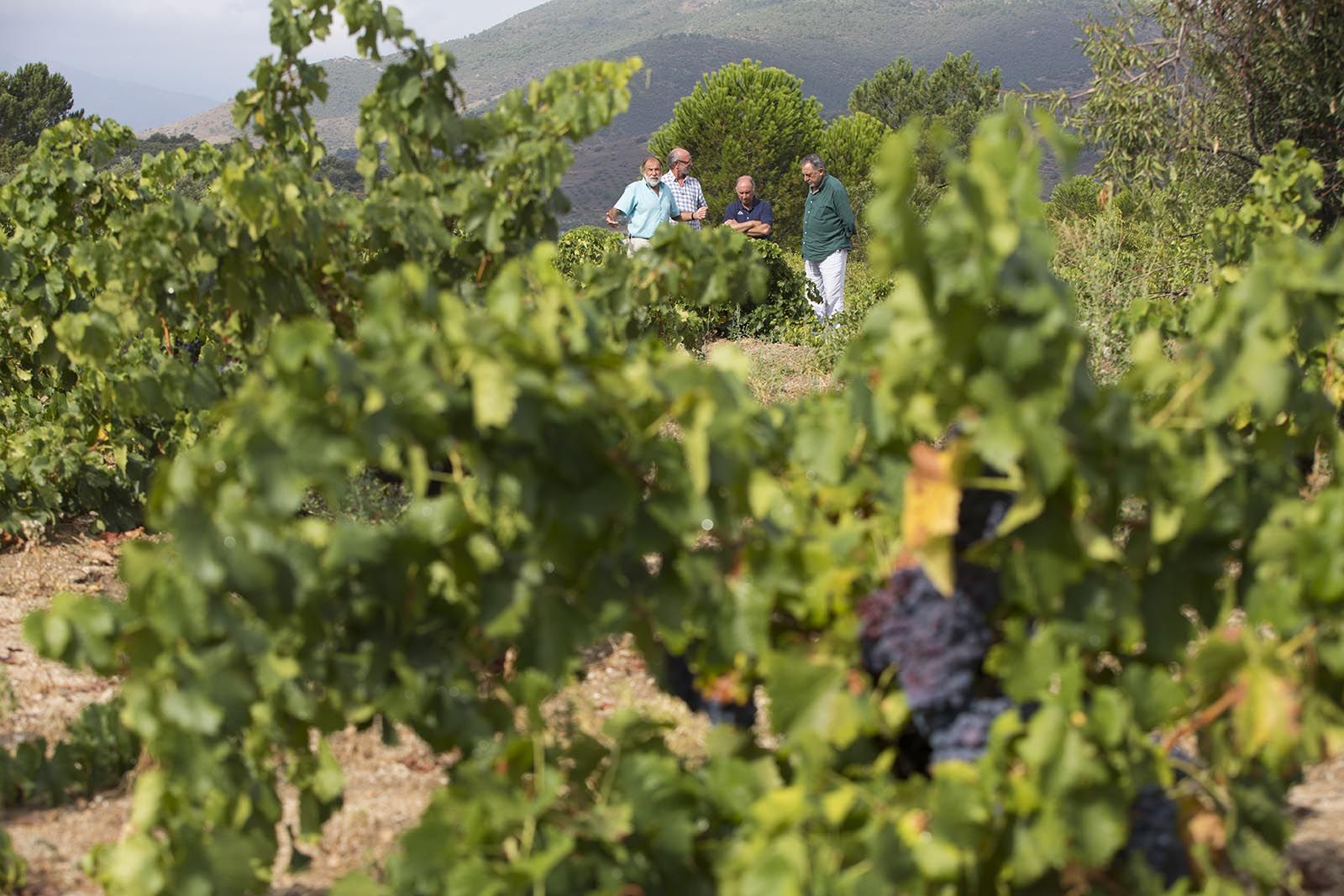 Viñas de Cebreros. Fotografía de ICAL