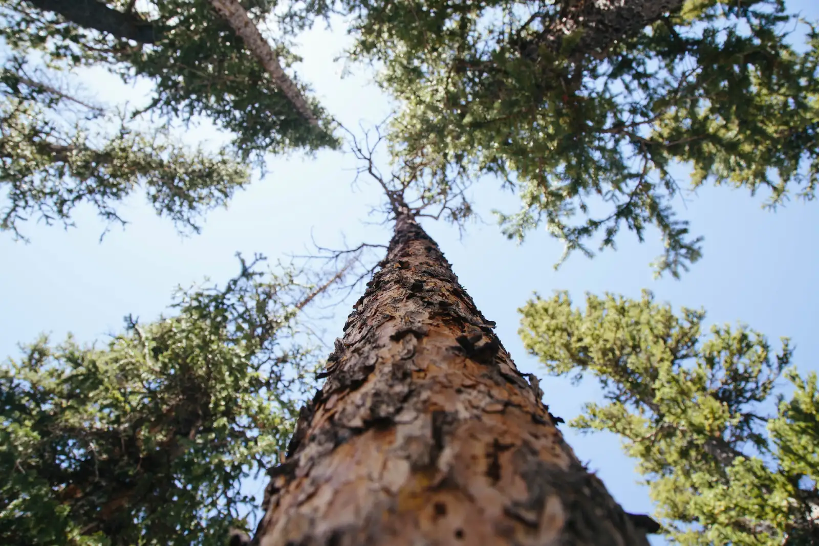 Un bosque como metáfora de sostenibilidad