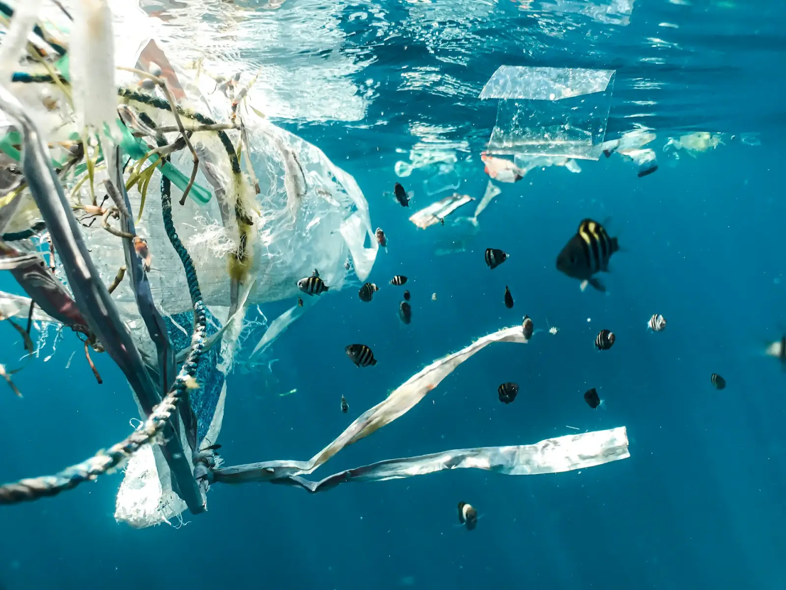 zero-residuos El mundo marino está repleto de plásticos y elementos contaminadores